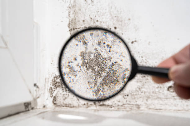 Why You Should Choose Our Mold Remediation Services in Oregon, IL